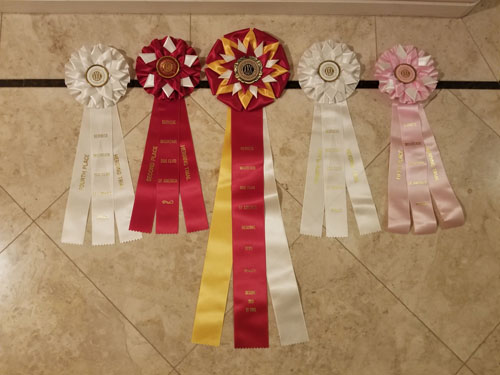 Buck Star Herding Ribbons